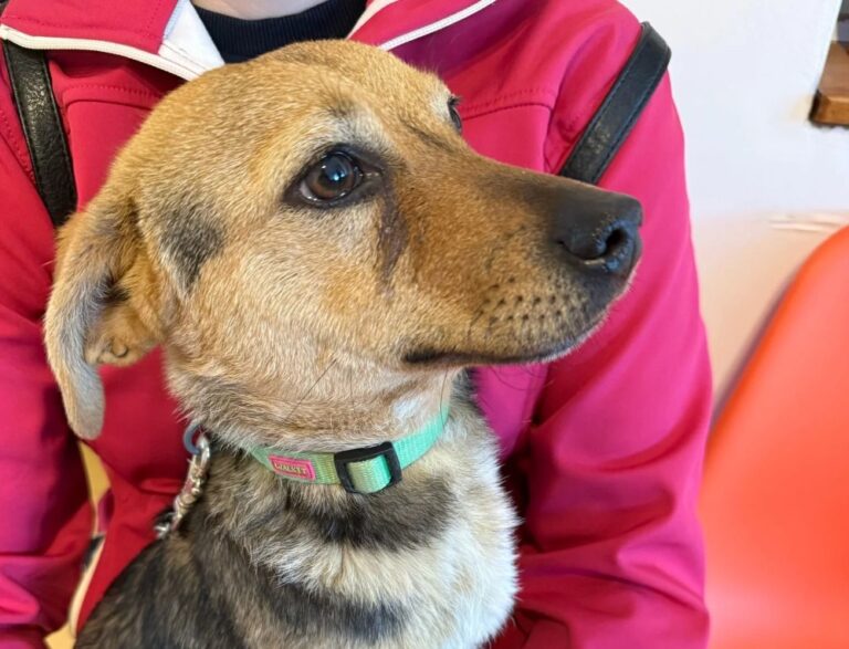 Premieră la Flămânzi: 83 de animale sterilizate într-o singură zi