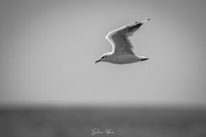 Bucecea, paradisul ascuns al Botoșaniului: imagini spectaculoase surprinse de Silviu Foca