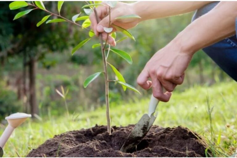 Cîmpanu împădurește 35 de hectare de teren în Albești. Primăria va folosi fonduri nerambursabile de 2,4 milioane lei Cîmpanu împădurește 35 de hectare de teren în Albești. Primăria va folosi fonduri nerambursabile de 2,4 milioane lei