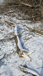 Garda de Mediu a oprit o balastieră într-o arie protejată Natura 2000. Amenzi de 125.000 de lei