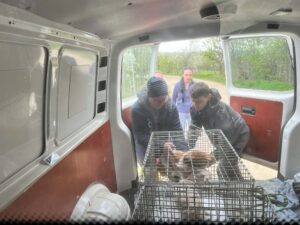 Flămânzi 3.0: 213 animale sterilizate în două zile – un model care funcționează