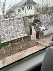 Flămânzi 3.0: 213 animale sterilizate în două zile – un model care funcționează