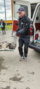 Flămânzi 3.0: 213 animale sterilizate în două zile – un model care funcționează