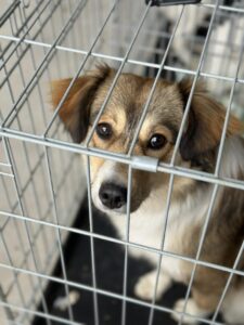 Flămânzi 3.0: 213 animale sterilizate în două zile – un model care funcționează
