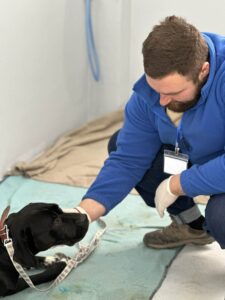 Flămânzi 3.0: 213 animale sterilizate în două zile – un model care funcționează