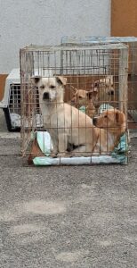 Flămânzi 3.0: 213 animale sterilizate în două zile – un model care funcționează