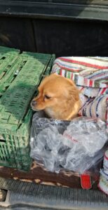Flămânzi 3.0: 213 animale sterilizate în două zile – un model care funcționează