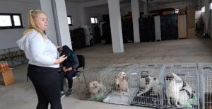 Flămânzi 3.0: 213 animale sterilizate în două zile – un model care funcționează