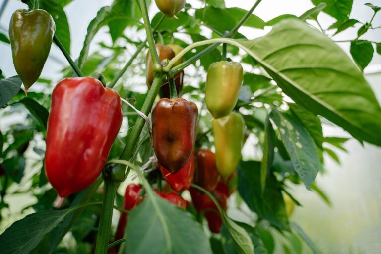 Ce aplic dacă florile ardeiului cad? Soluții de analizat în 2026