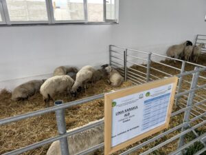 Stațiunea Popăuți, recunoscută la nivel european: toate cele șase linii colorate ale rasei Karakul de Botoșani, atestate oficial